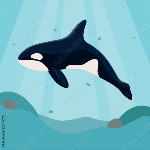 orca whale sea life