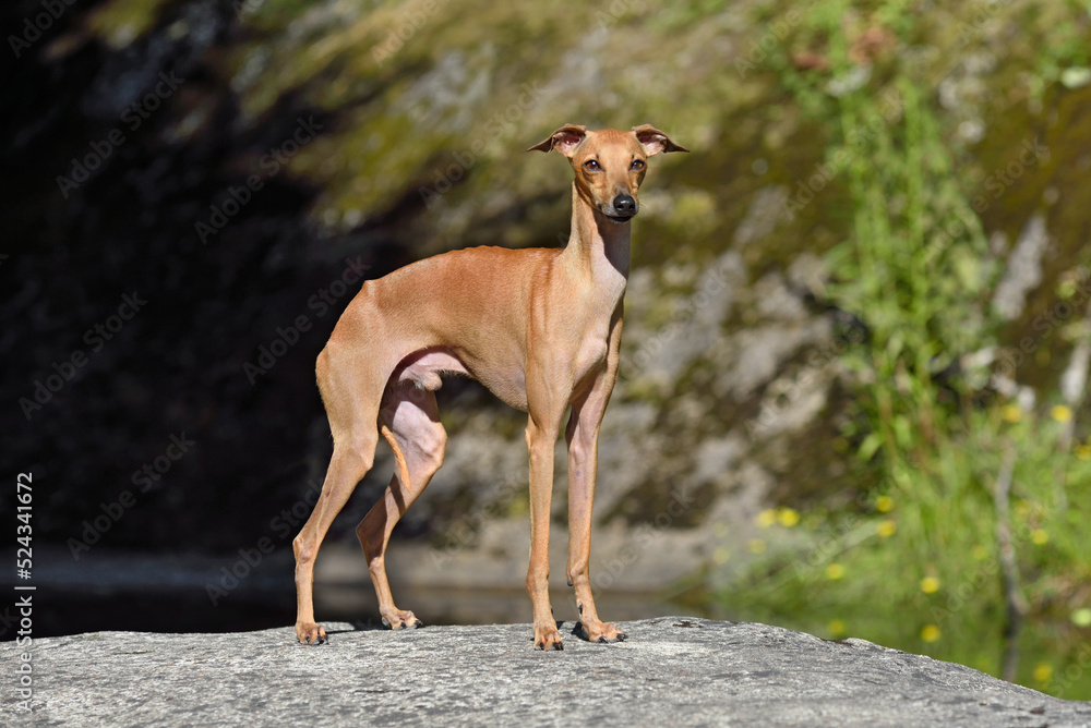 Beautiful small Italian Greyhound