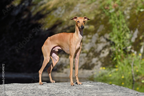 Beautiful small Italian Greyhound