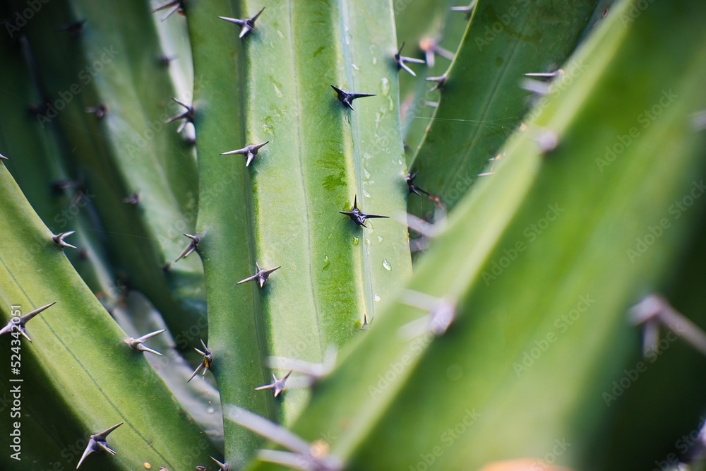 Cactus in mexico for wallpaper or background Cactus in mexico for wallpaper or background