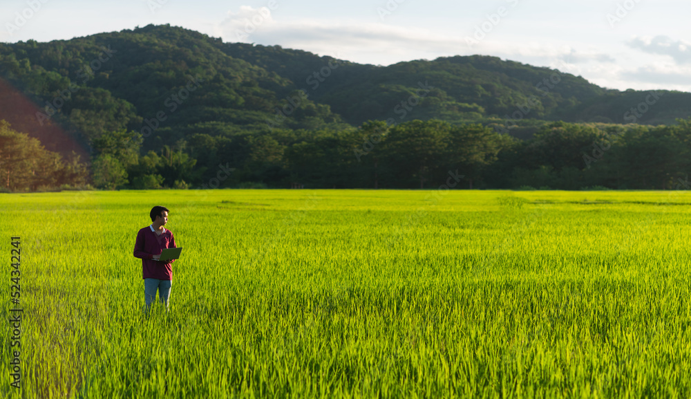 A man farmer with a laptop looks at his own field after planting rice. Smart farming and digital transformation in agriculture.