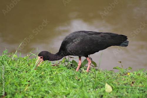 ave preta na beira da água, tapicuru na beira da água, ave grande no gramado perto da lagoa photo