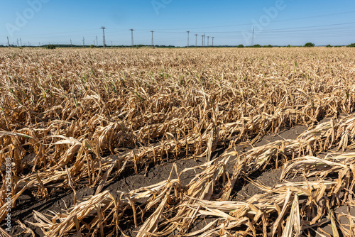 Drought-stricken corn crop in Hungary, EU. Dry corn because of the drought. Withered corn. 