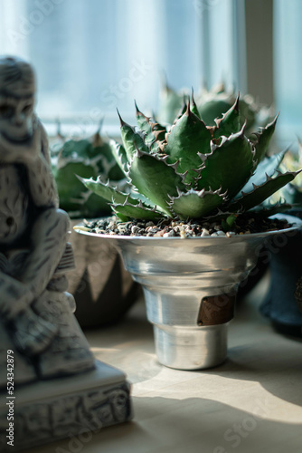 Potted Agave Titanota Hakugei, lifestyle, living room setting.