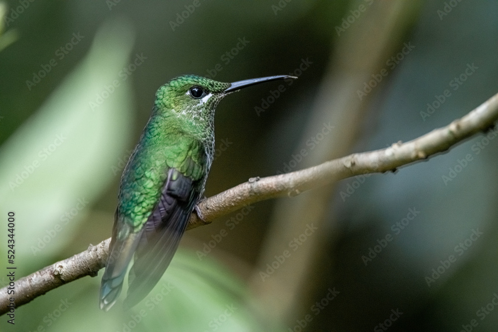 Obraz premium Colibri brillant à tête verte
