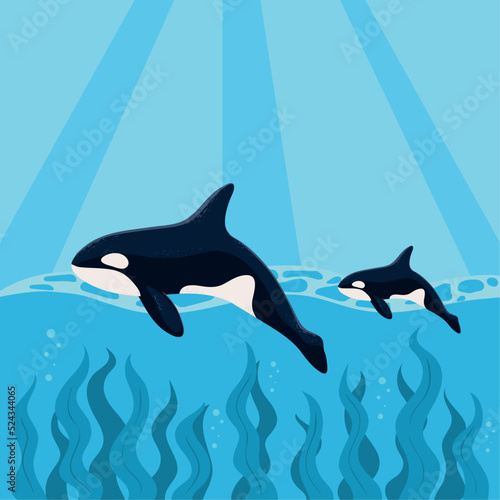 orca whales swimming in ocean