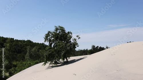 A lonely birch flutters its green beautiful branches in the middle of a white sand dune on the Curonian Spit, Baltic Sea.