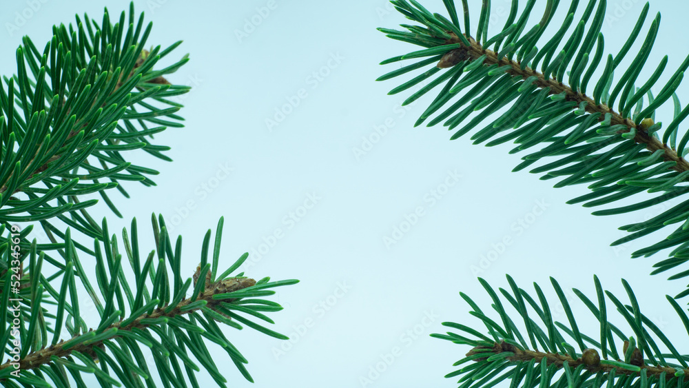 christmas tree branches on white background christmas tree branches on white background