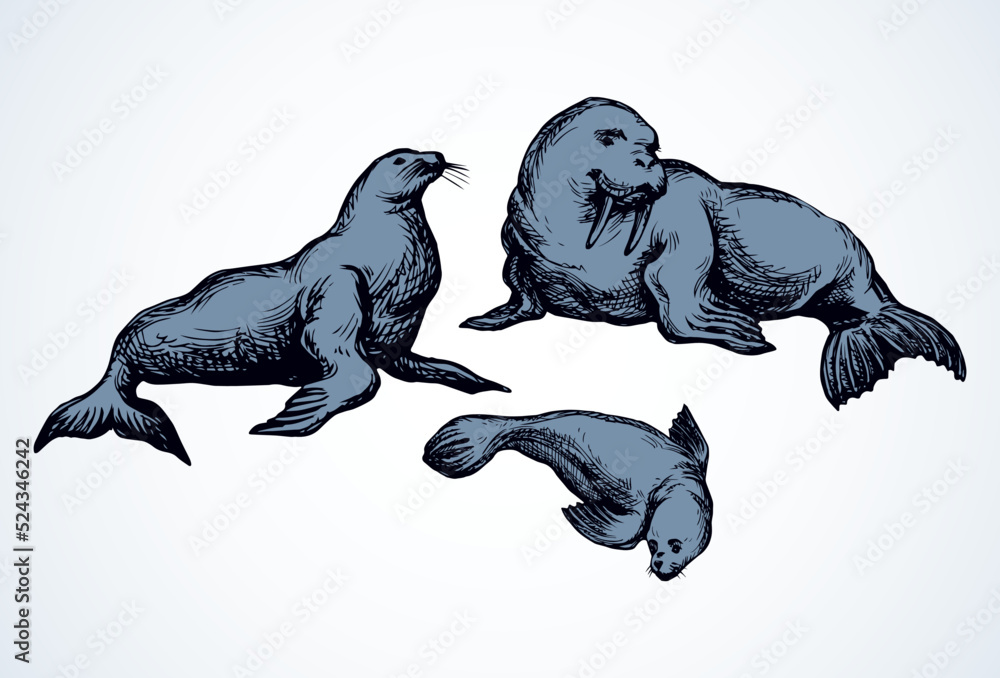 Fototapeta premium Walrus. Vector drawing