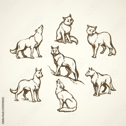 Wolf. Vector drawing