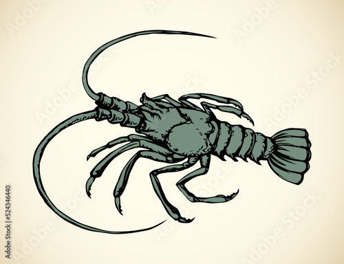 Lobster. Vector drawing