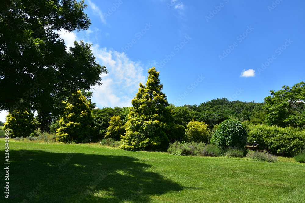 Gorgeous Scenic Lush Landscape with Tall Trees