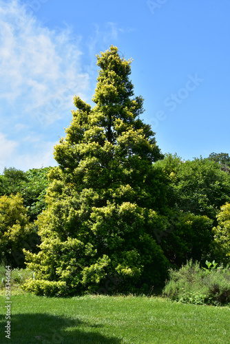 Gorgeous Evergreen Tree on a Perfect Day