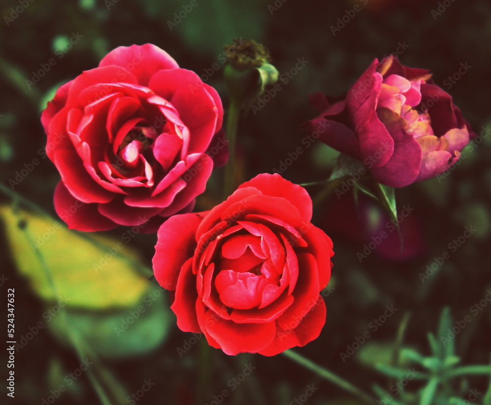 Roses closeup Roses closeup