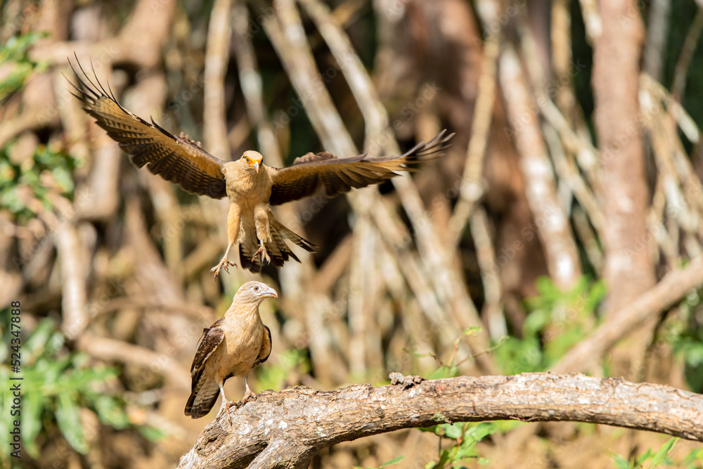 Fototapeta premium Caracara à tête jaune