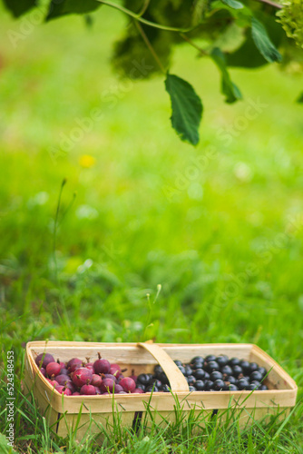 Currant harvest in a bark basket collected in the garden. Plantation work. Autumn harvest, healthy organic food concept close up with selective focus
