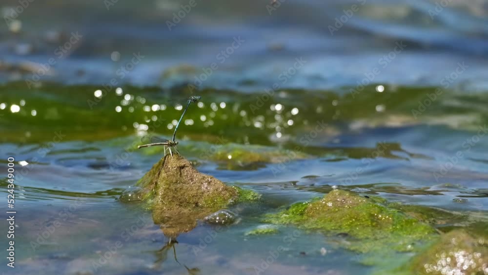 Close-up of beautiful common bluetails (Ischnura elegans) mating on the green water. Blue-tailed damselflies sitting on a rock or stone and heaving sex. Summertime on a lake, animal macro, fauna, 4K. Close-up of beautiful common bluetails (Ischnura elegans) mating on the green water. Blue-tailed damselflies sitting on a rock or stone and heaving sex. Summertime on a lake, animal macro, fauna, 4K.