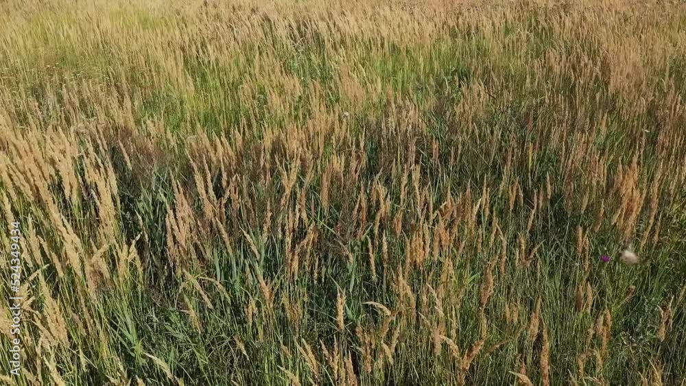 Field in summer, tall grass drone shooting. High quality FullHD footage Field in summer, tall grass drone shooting. High quality FullHD footage