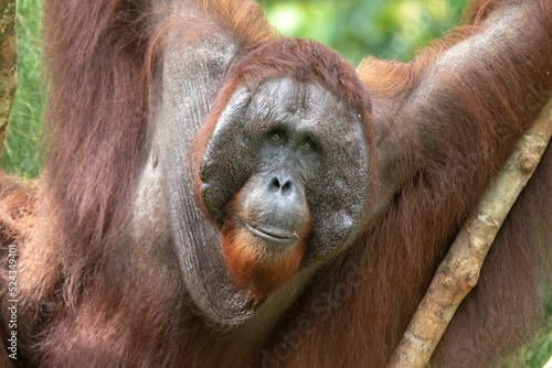 Wild Bornean orangutan (Pongo pygmaeus) at Semenggoh Nature Reserve in Kuching, Borneo, Malaysia. photo