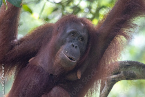 Wild Bornean orangutan (Pongo pygmaeus) at Semenggoh Nature Reserve in Kuching, Borneo, Malaysia.