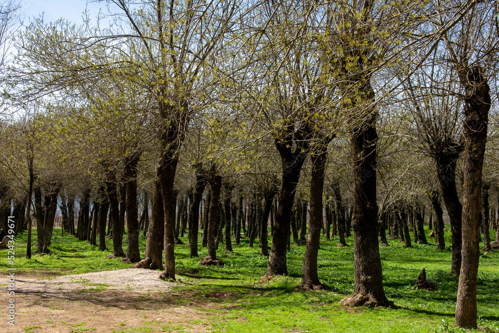 Obraz premium trees in the park