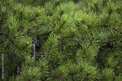 Grey pine