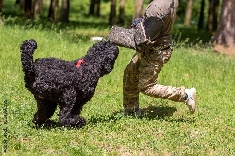 Russian black terrier attacks cynologist, in training of aggression.