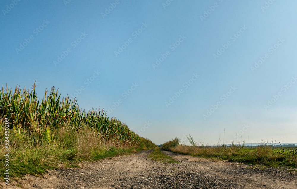 Panorama ścieżki w krajobrazie wiejskim w porze letniej, pola i drzewa w oddali na tle błękitnego nieba z lekko pochmurną pogodą - obrazy, fototapety, plakaty 