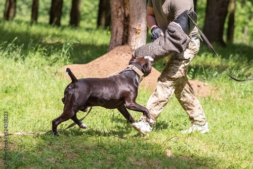 A pit bull attacks a cynologist during aggression training.