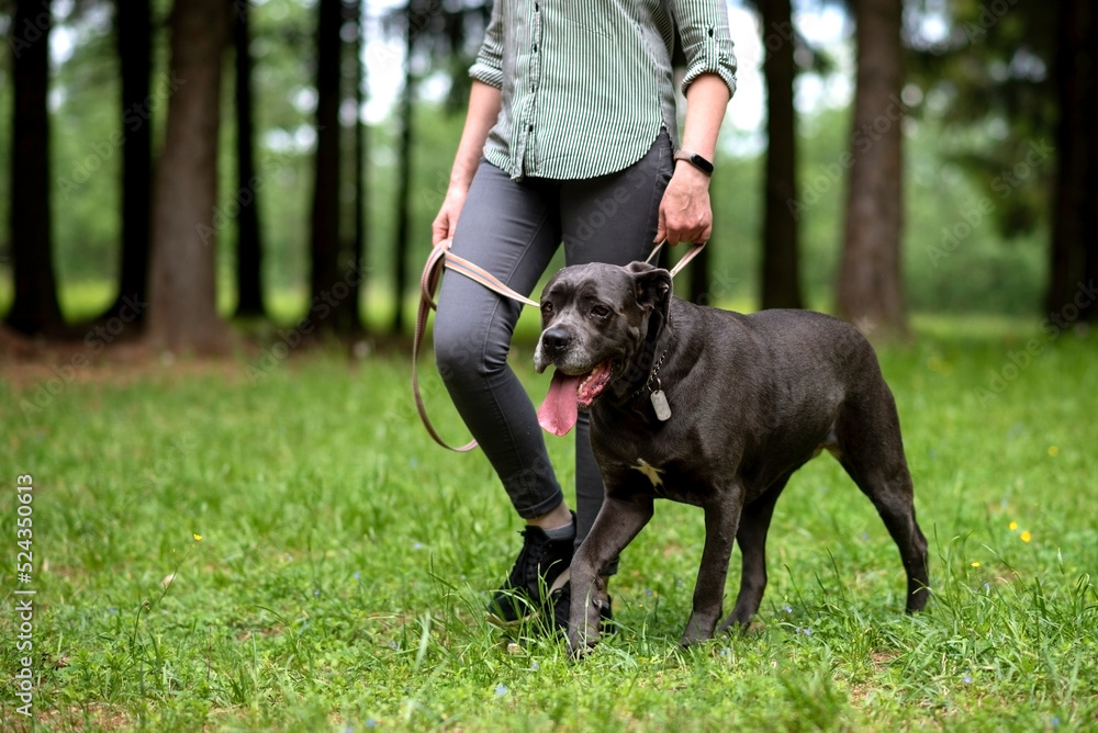 Cane Corso, next to the mistress, for a walk. Cane Corso, next to the mistress, for a walk.
