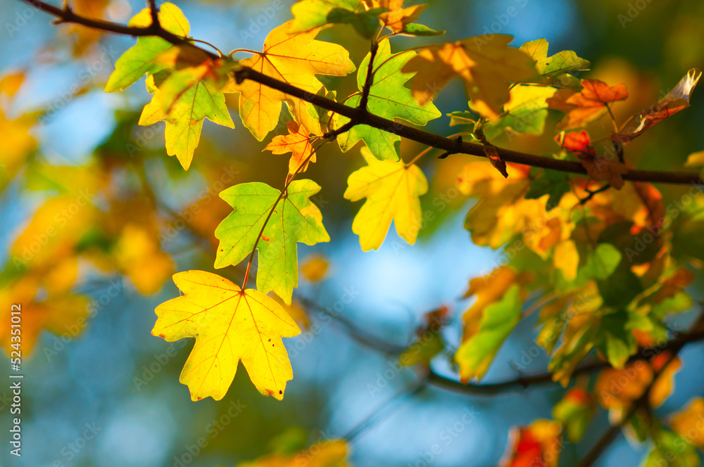 Autumn leaves on the branch in the forest on a sunny day Autumn leaves on the branch in the forest on a sunny day