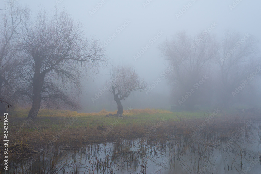 Dark autumn landscape showing forest and swamp covered in mist Dark autumn landscape showing forest and swamp covered in mist