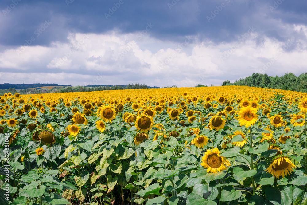 Obraz premium Field of blooming sunflowers on the background of a stormy sky. Beautiful blooming yellow sunflowers on a summer field. Sunflower landscape, amazing nature of summertime