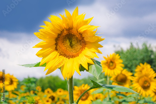 Fototapeta Naklejka Na Ścianę i Meble -  Field of blooming sunflowers on the background of a blue cloudy sky. Beautiful blooming yellow sunflowers on a summer field. Sunflower landscape, amazing nature of summertime