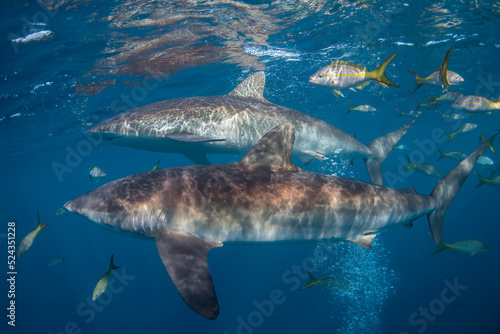 shark in the sea © lorenzoragazzi