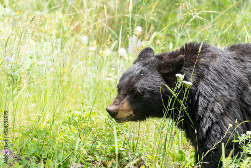 Side profile of a female black bear mama in wildflowers in Yellowstone National Park Wyoming