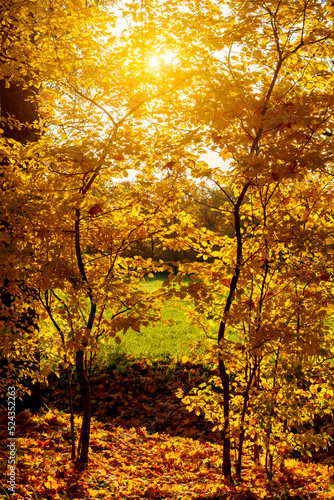 Scenic autumn foliage under evening sun