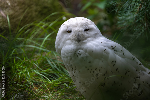 Perching Snowy Owl (Nyctea scandiaca) photo