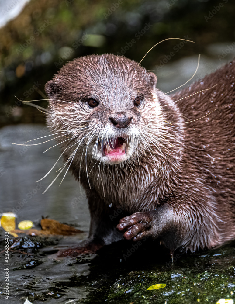 Oriental Small-Clawed Otter (Aonyx cinerea) Oriental Small-Clawed Otter (Aonyx cinerea)
