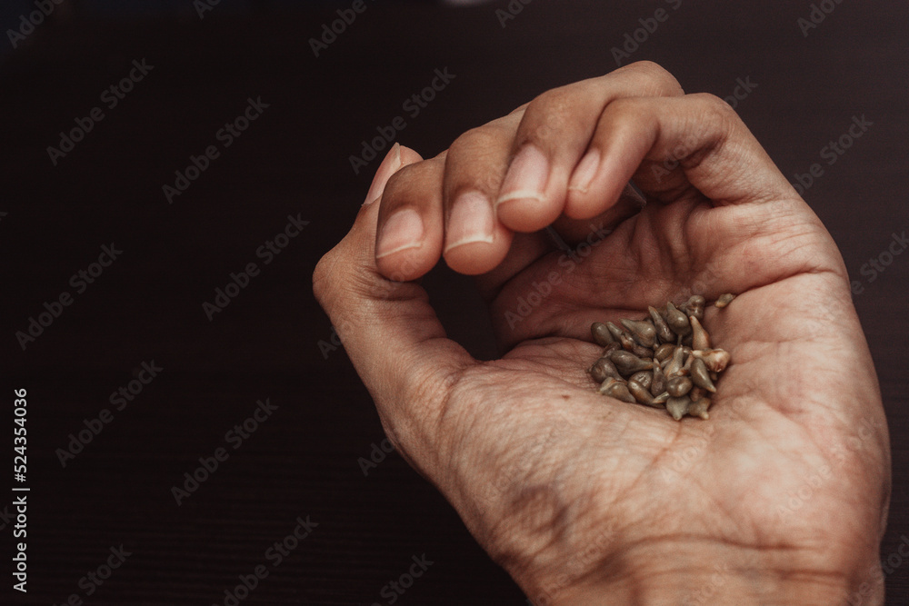 hands holding grape seeds on isolated wooden background. Home garden planning concept. top view with copyspace to fill