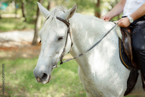 White Andalusian stallion horse on a natural green background. Close-up portrait of a horse in ammunition: bridle, saddle, saddle pad. Equestrian sport concept. A man in a suit rides a white horse. © INTHEBLVCK