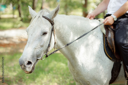 White Andalusian stallion horse on a natural green background. Close-up portrait of a horse in ammunition: bridle, saddle, saddle pad. Equestrian sport concept. A man in a suit rides a white horse. © INTHEBLVCK