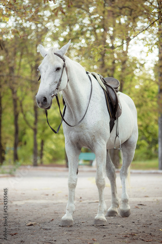 White Andalusian stallion horse on a natural green background. Close-up portrait of a horse in ammunition: bridle, saddle, saddle pad. Equestrian sport concept. © INTHEBLVCK