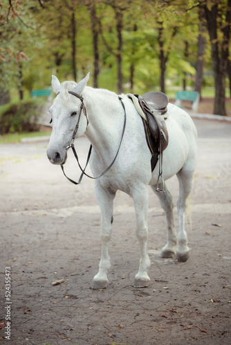White Andalusian stallion horse on a natural green background. Close-up portrait of a horse in ammunition: bridle, saddle, saddle pad. Equestrian sport concept. © INTHEBLVCK