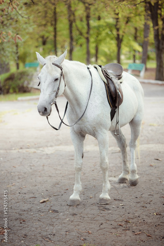 White Andalusian stallion horse on a natural green background. Close-up portrait of a horse in ammunition: bridle, saddle, saddle pad. Equestrian sport concept.