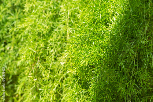 Asparagus densiflorus sprengeri plant close-up