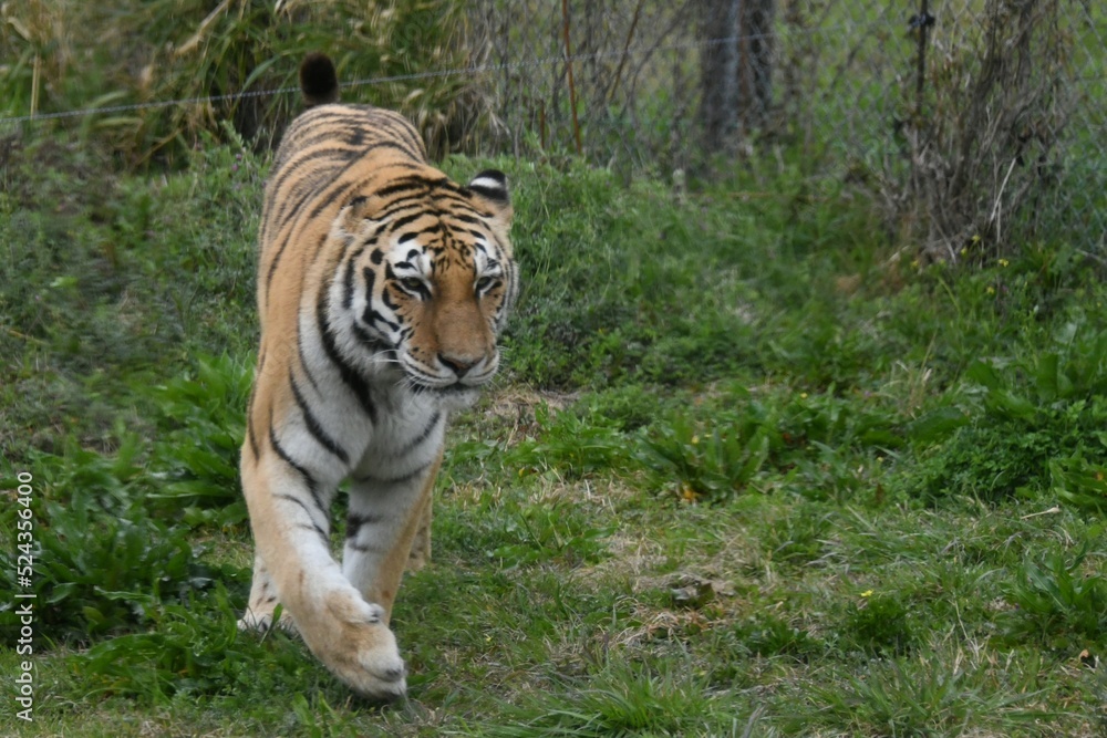 Naklejka premium tiger in the zoo