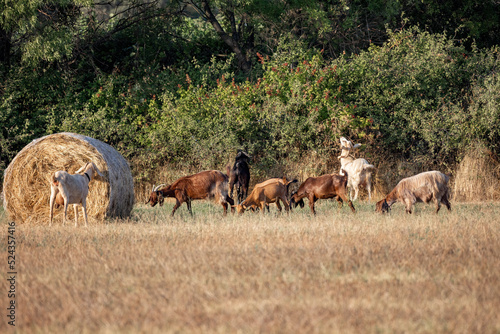 A group of goats grazing in the field