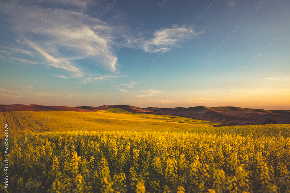 Fototapeta premium Yellow and green fields, Palouse, Eastern Washington