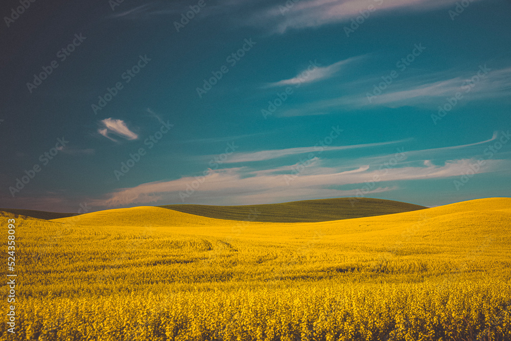 Yellow and green fields, Palouse, Eastern Washington